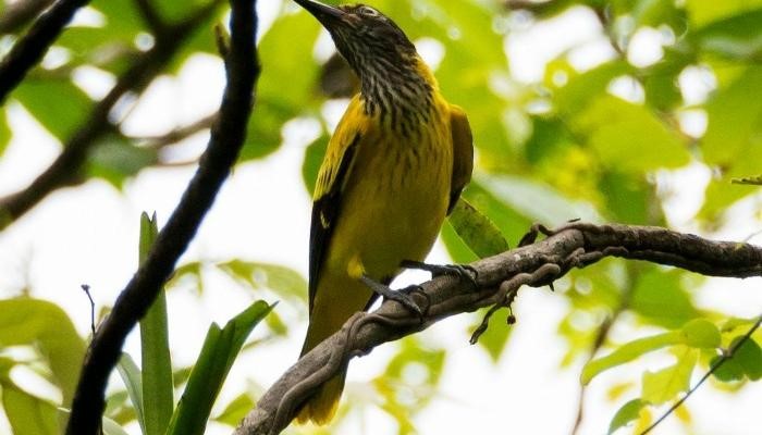 Karnala Bird Sanctuary